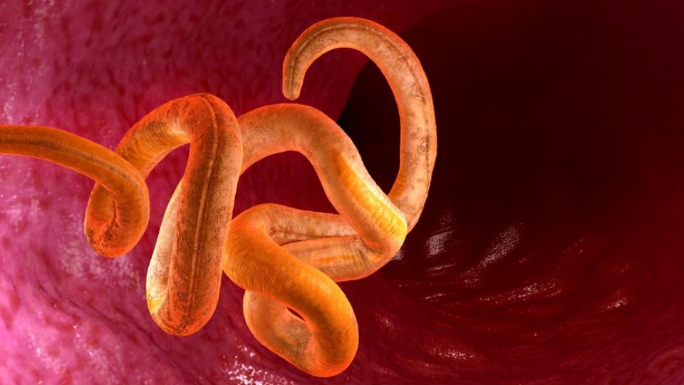 Bandwurm als Parasit im menschlichen Körper