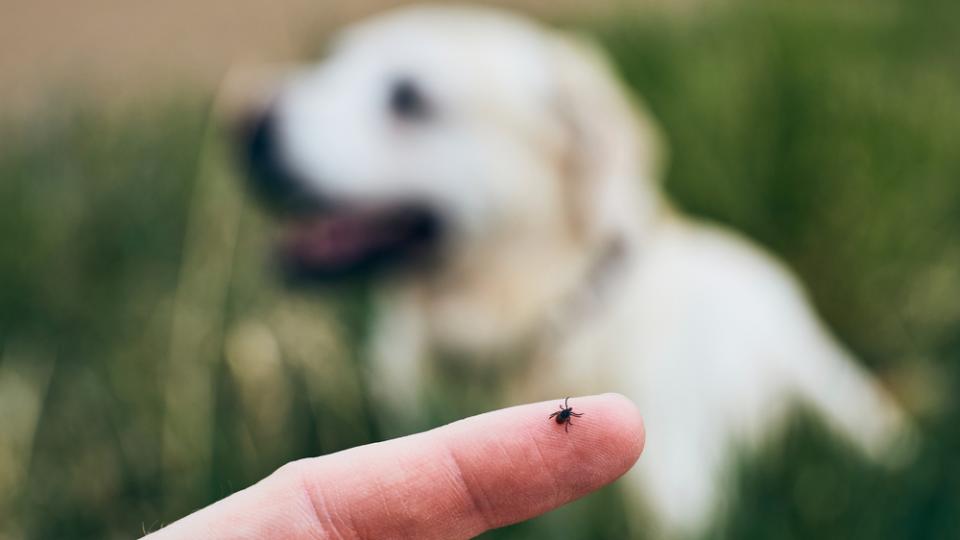 Zecke auf einem Finger