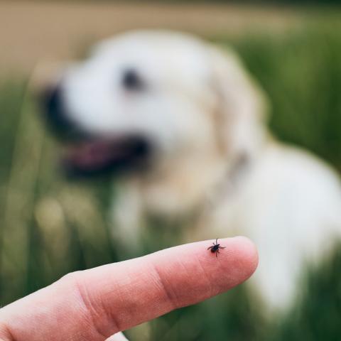 Zecke auf einem Finger